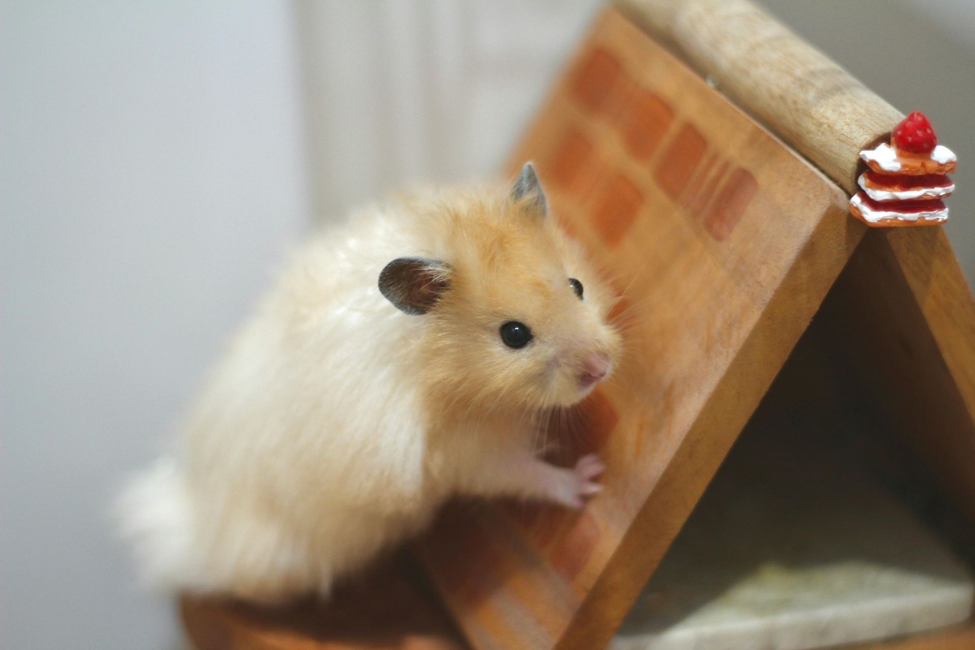 Hamsters
