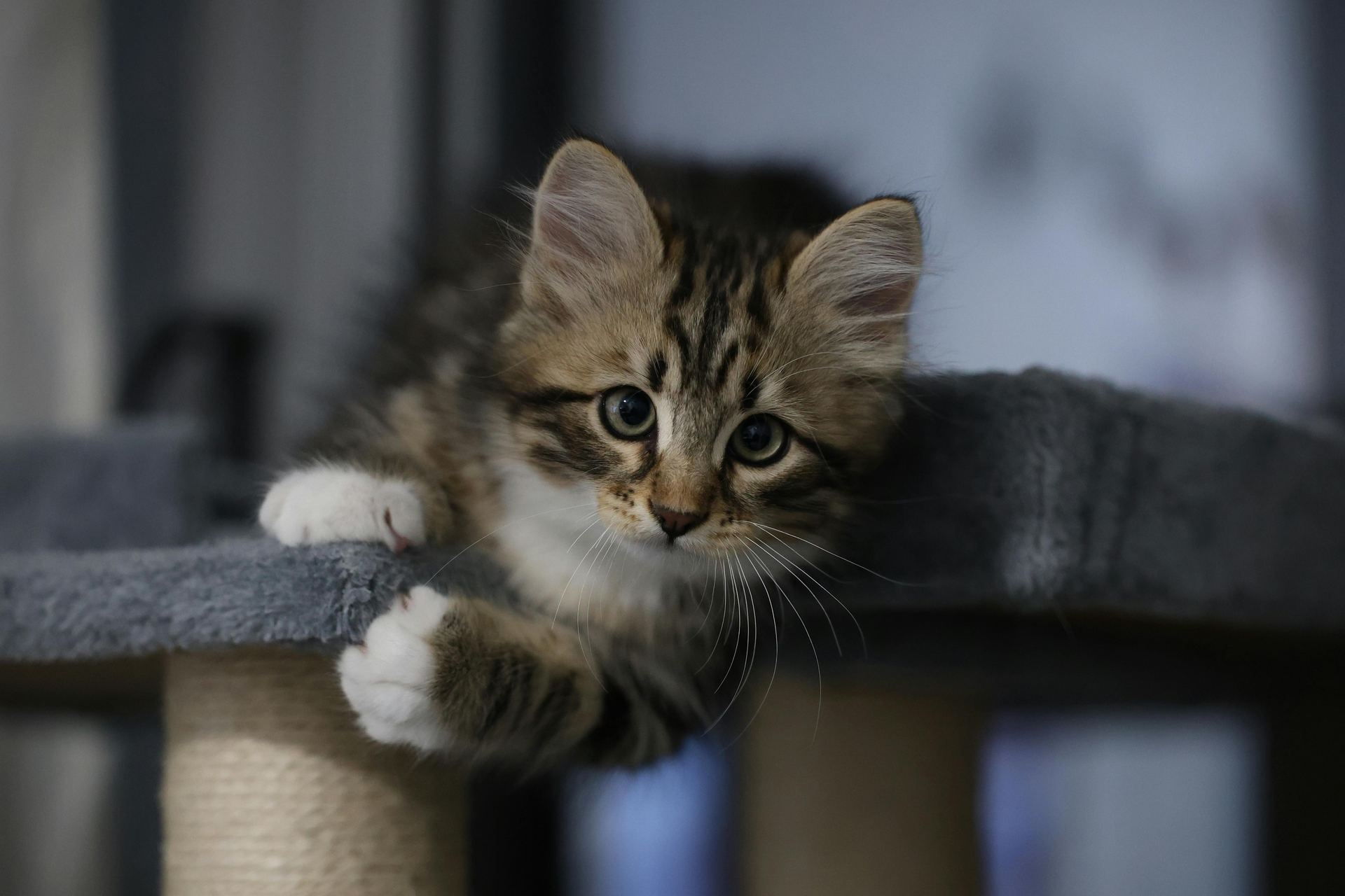 Siberian Kitten kitten available in Chandigarh