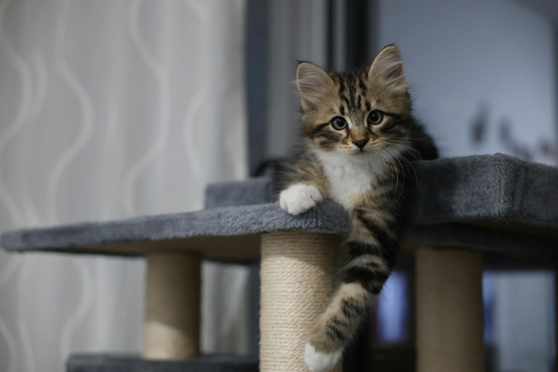 Siberian Kitten cat in Chandigarh