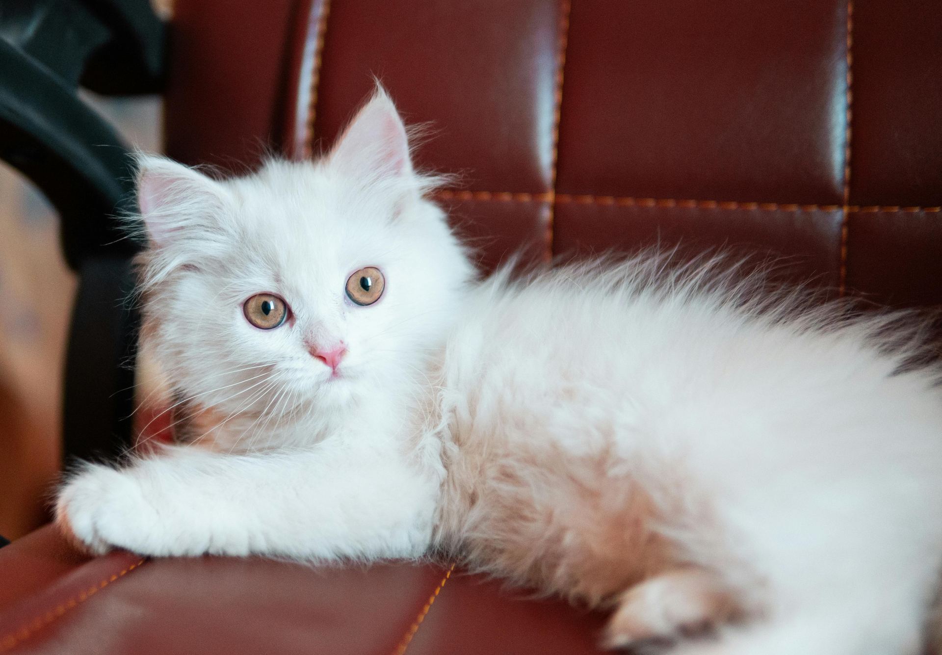 Doll Face Persian Kitten cat in Kharar