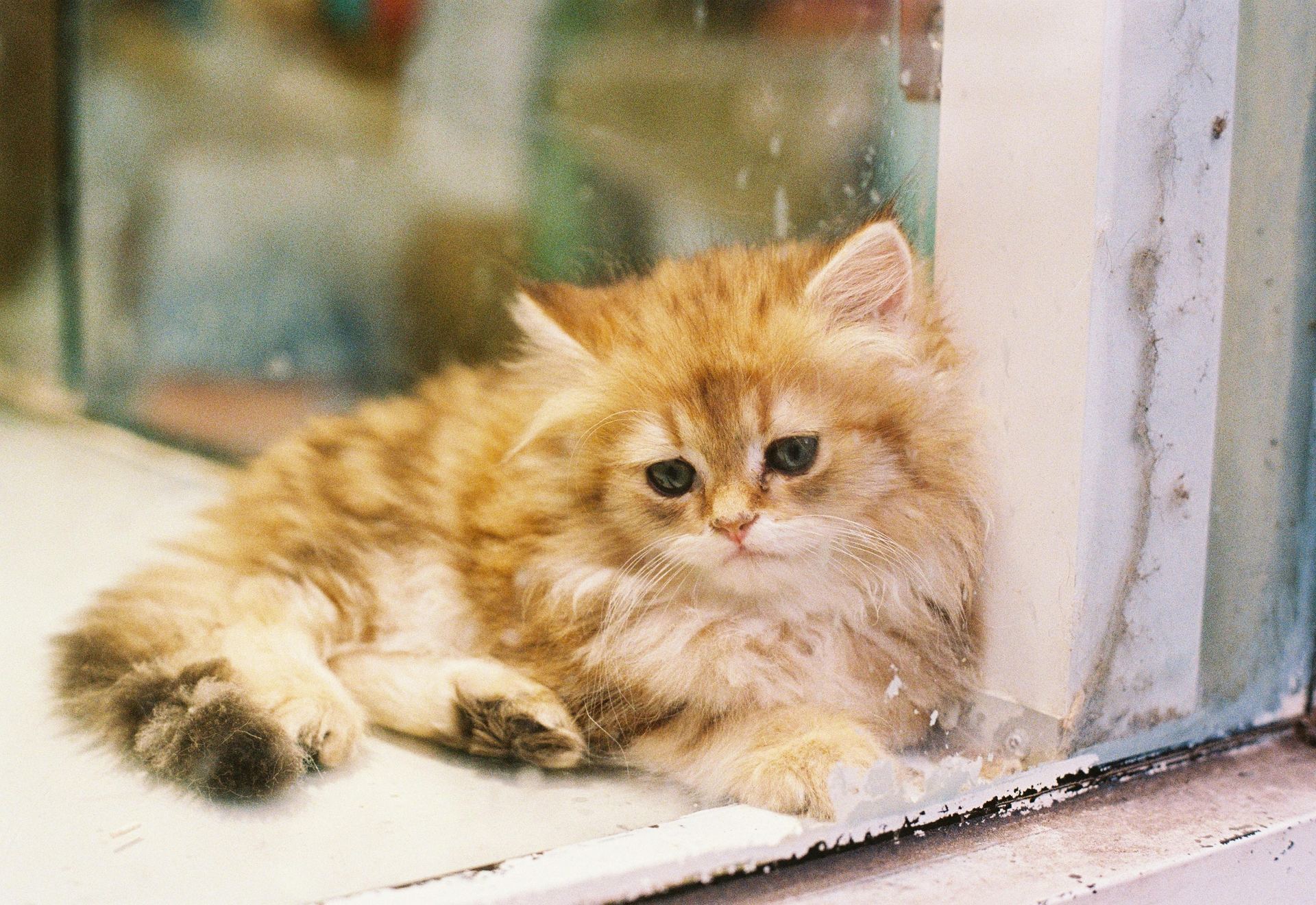Doll Face Persian Kitten kitten available in Kharar