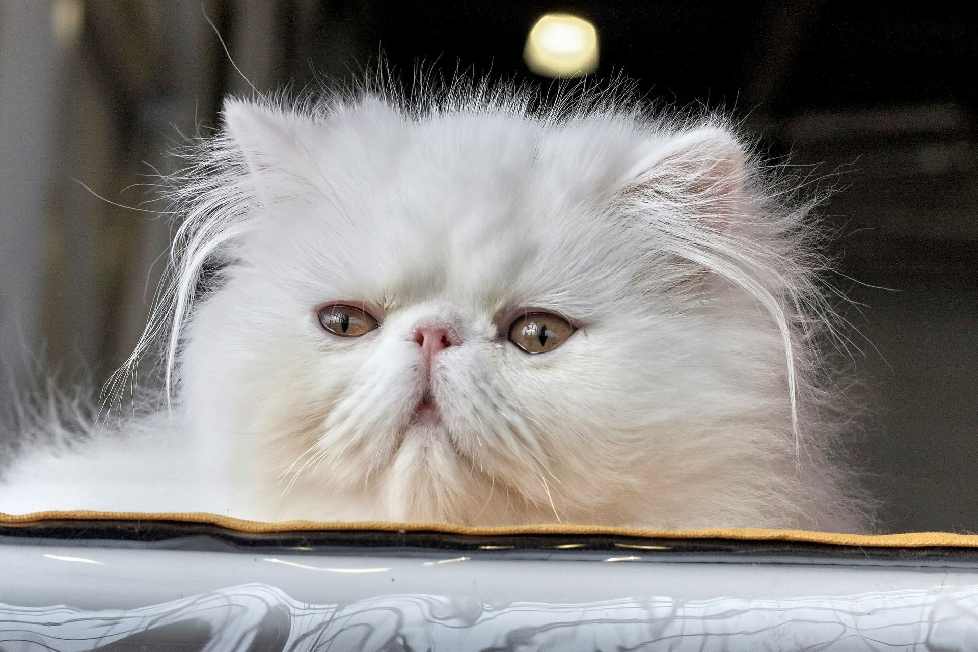 Persian Kitten (Punch Face) kitten available in Panchkula