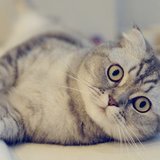 Another photo of the Scottish Fold Kitten available at Chandigarh Pets in Chandigarh - Scottish Fold Kitten
