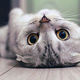 A further look at the Scottish Fold Kitten from Chandigarh Pets in Chandigarh - Scottish Fold Kitten