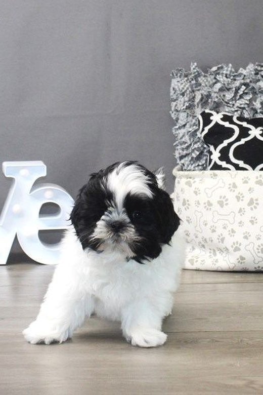 Shih Tzu | Black & White
