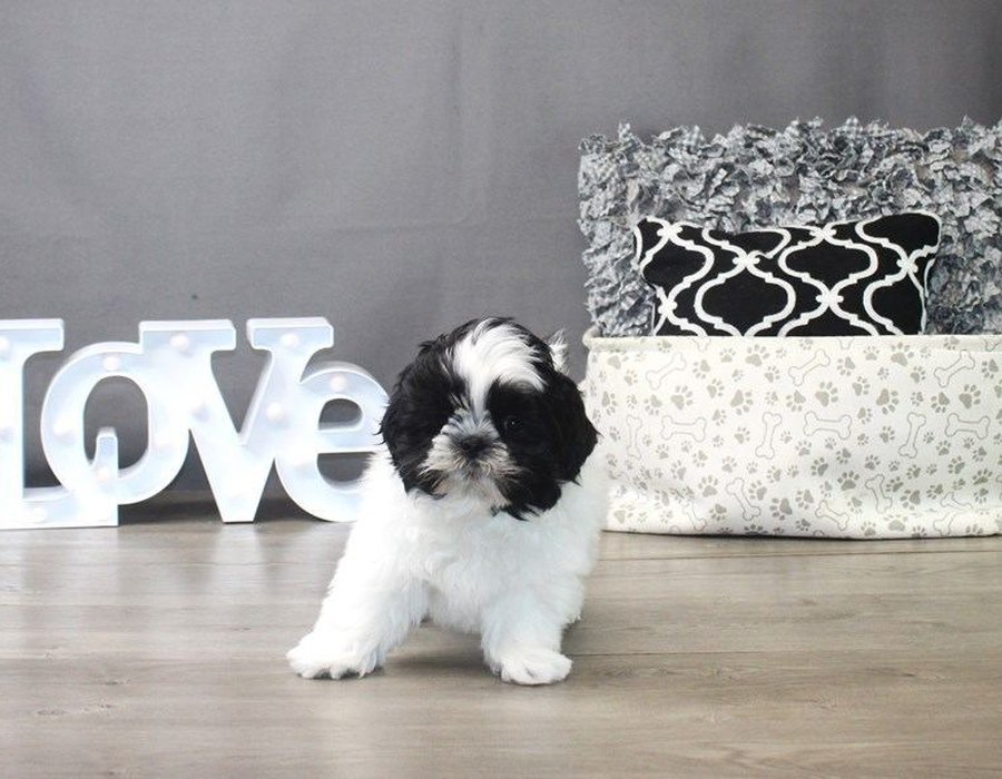 Shih Tzu | Black & White - Shih Tzu | Black & White Color