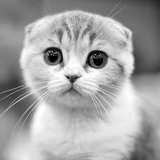 Scottish Fold Kitten available at Chandigarh Pets in Chandigarh - Scottish Fold Kitten