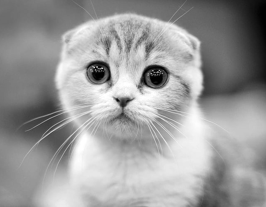 Scottish Fold Kitten - Scottish Fold Kitten