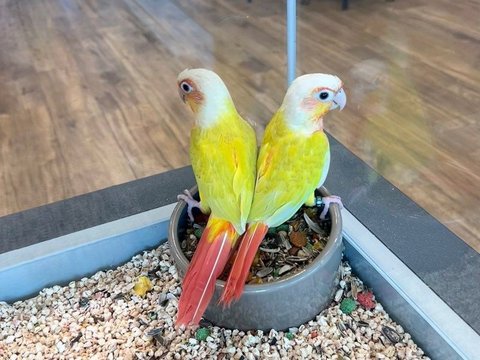 Sun Cheek Conure - Sun Cheek Conure
