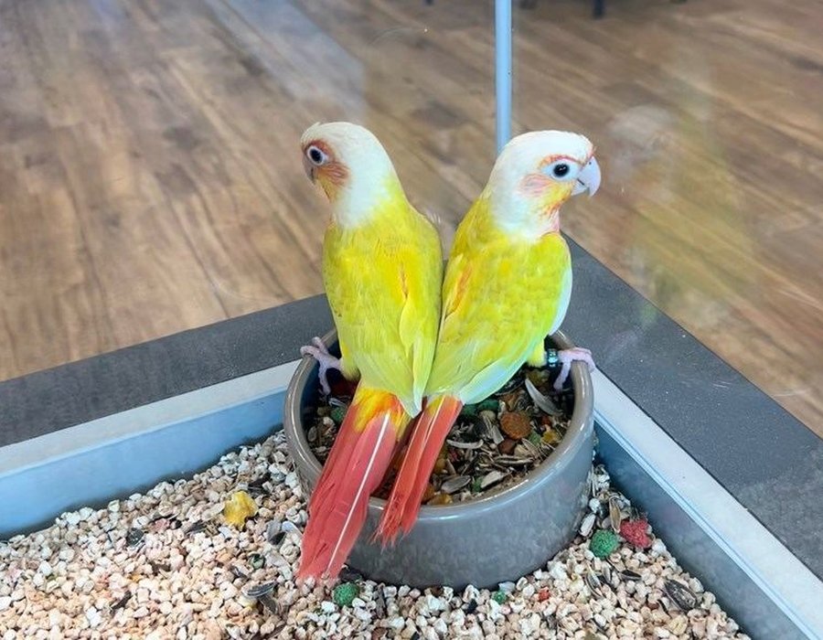 Sun Cheek Conure - Sun Cheek Conure