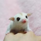 Sugar Glider - White (Lucy) offered by Chandigarh Pets, Chandigarh - Sugar Glider | White (Lucy)