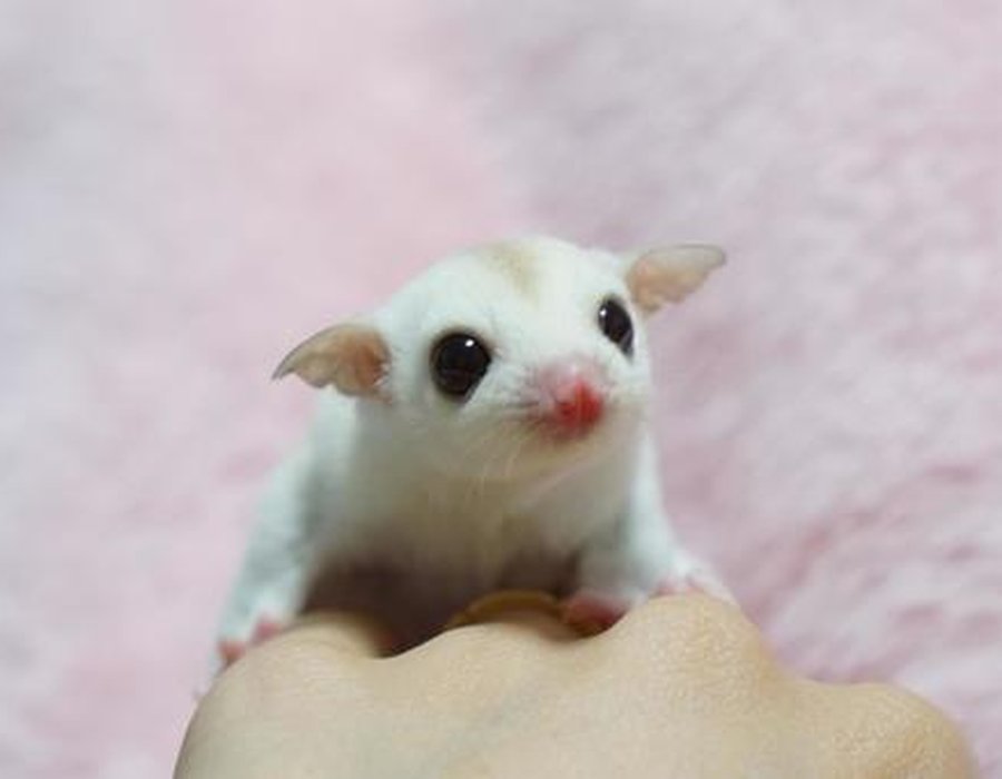 Sugar Glider | White (Lucy) - Sugar Glider | White (Lucy)