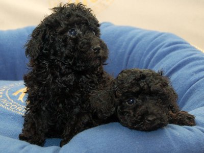 Toy Poodle Puppy | Black Color
