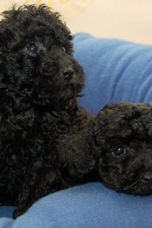 Toy Poodle Puppy | Black Color