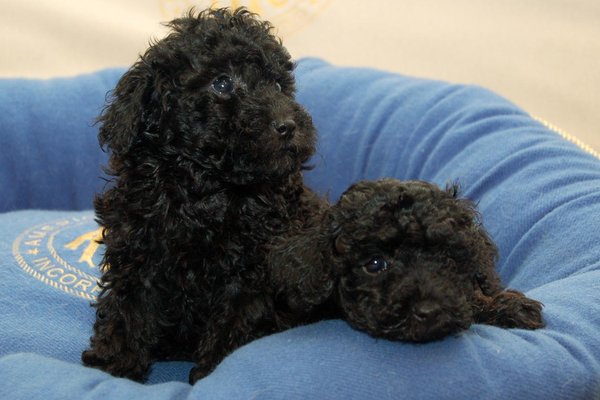 Dogs & Puppies