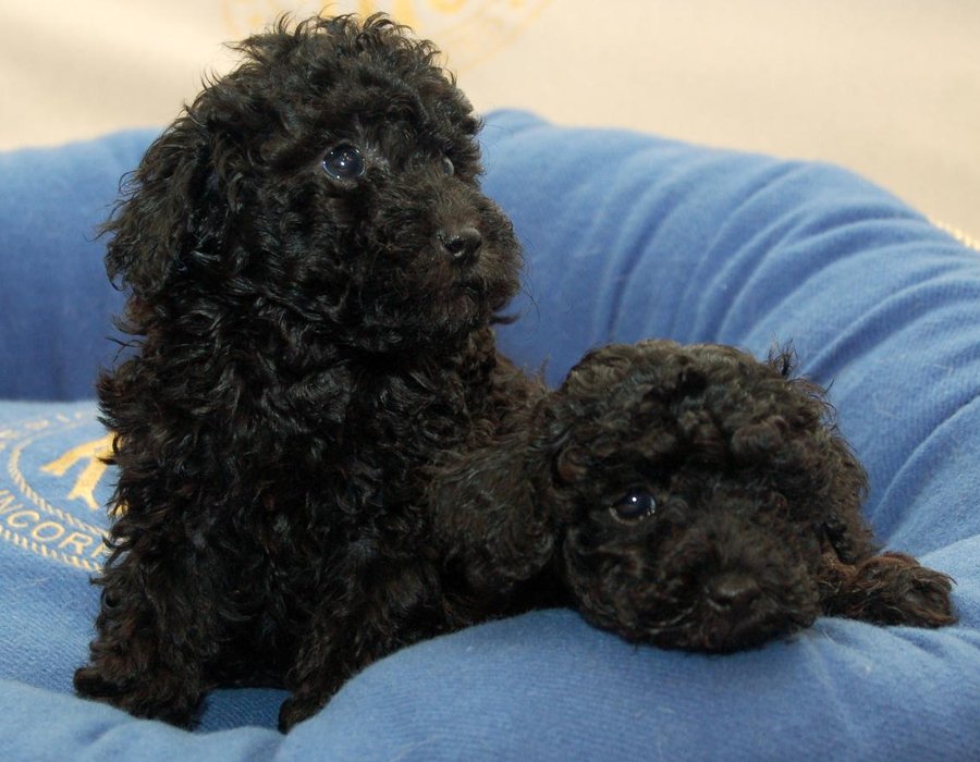 Toy Poodle Puppy | Black Color - Toy Poodle Puppy