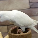 Albino Monk available at Chandigarh Pets in Chandigarh - Albino Monk