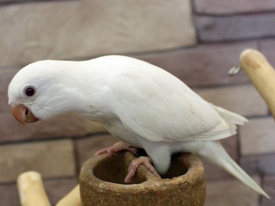 Albino Monk