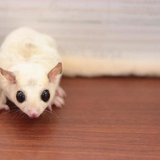 Another photo of the Sugar Glider - White (Lucy) available at Chandigarh Pets in Chandigarh - Sugar Glider | White (Lucy)