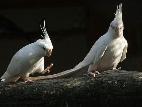 Albino Cockatiel - Cockatiel | Albino