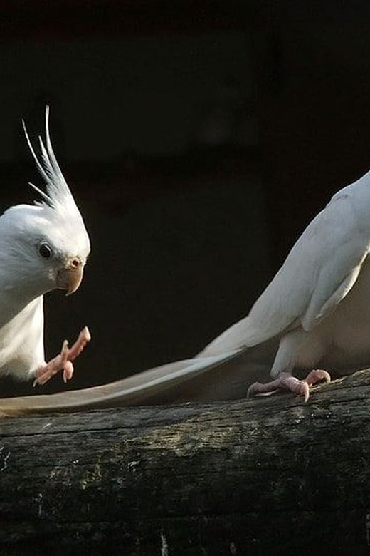 Albino Cockatiel