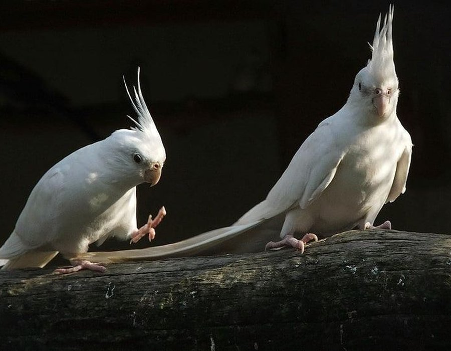 Albino Cockatiel - Cockatiel | Albino