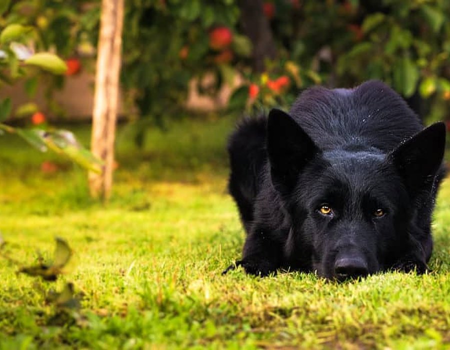 German Shepherd | Pure Black - German Shepherd Puppy | Z Black