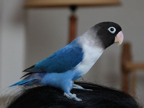 African Love Birds | Violet Mask - African Love Birds