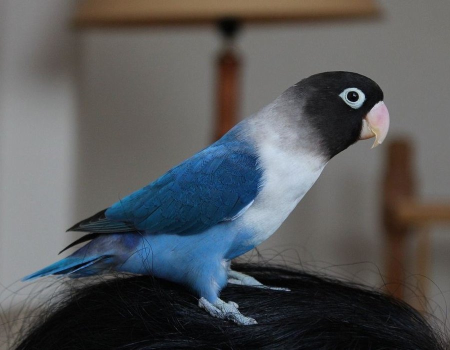 African Love Birds | Violet Mask - African Love Birds