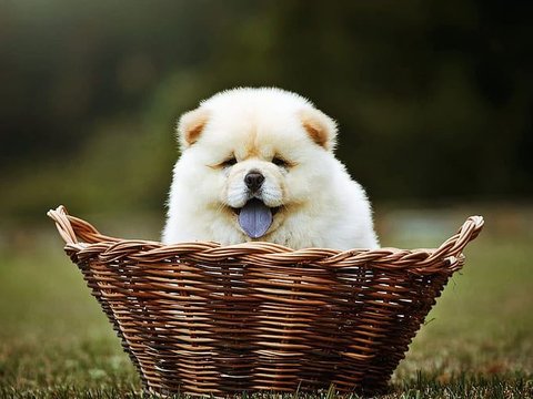 Chow Chow Puppy | Cream Color - Chow Chow Puppy | Cream Color