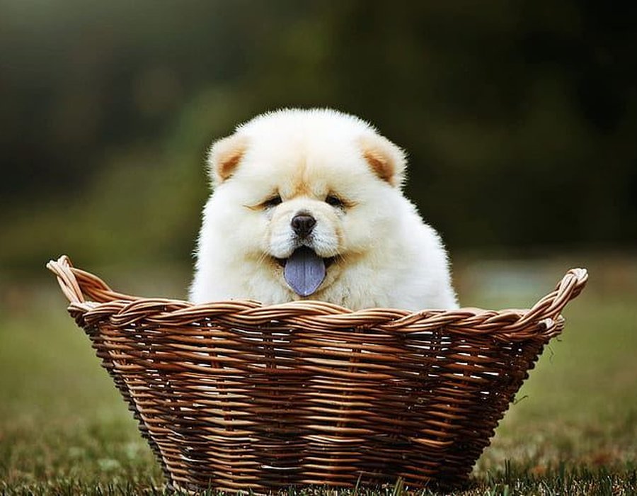 Chow Chow Puppy | Cream Color - Chow Chow Puppy | Cream Color