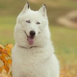 Another photo of the Siberian Husky Puppy (White Color) available at Chandigarh Pets in Chandigarh - Siberian Husky Puppy | White Color
