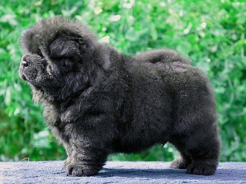 Chow Chow Puppy | Black Color - Chow Chow Puppy | Black Color