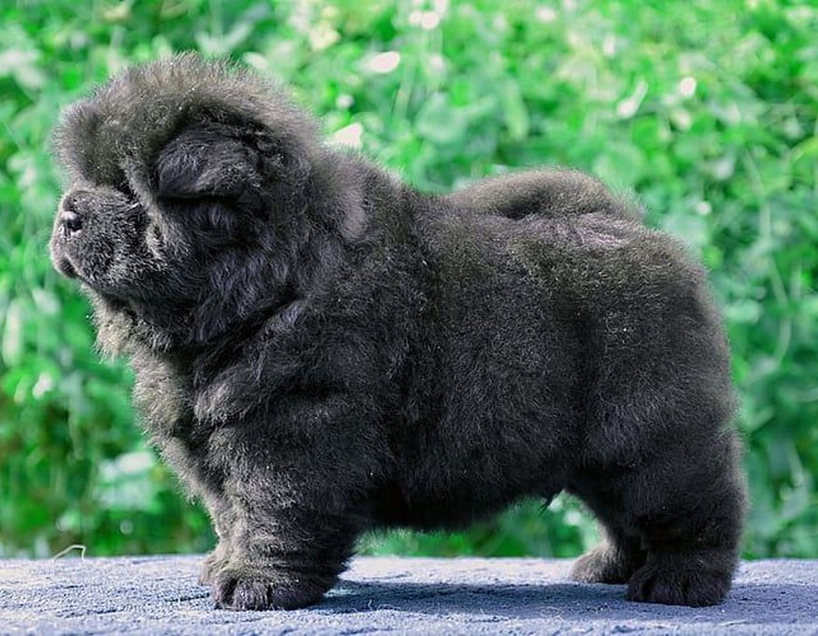 Chow Chow Puppy | Black Color - Chow Chow Puppy | Black Color