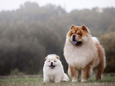 Chow Chow Puppy - Chow Chow Puppy | White Color