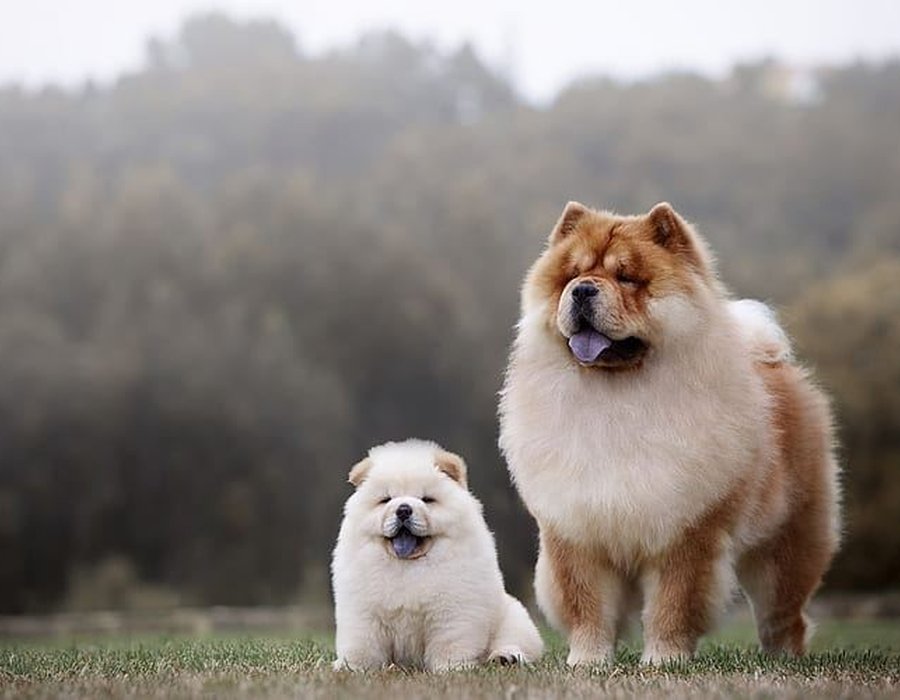 Chow Chow Puppy - Chow Chow Puppy | White Color