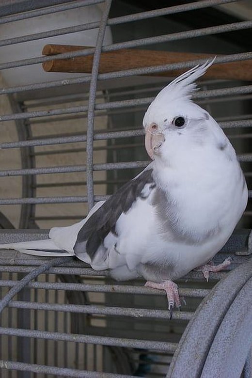 Cockatiel White Face