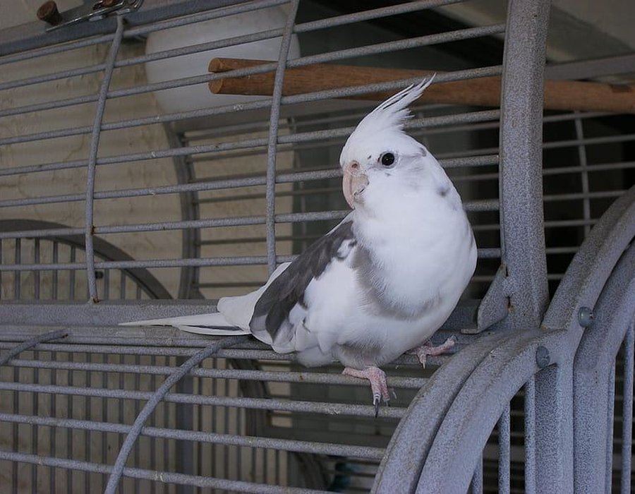 Cockatiel White Face - Cockatiel | White Face