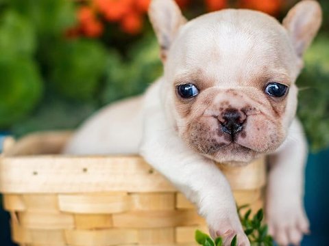 French Bulldog | White - French Bulldog Puppy | White