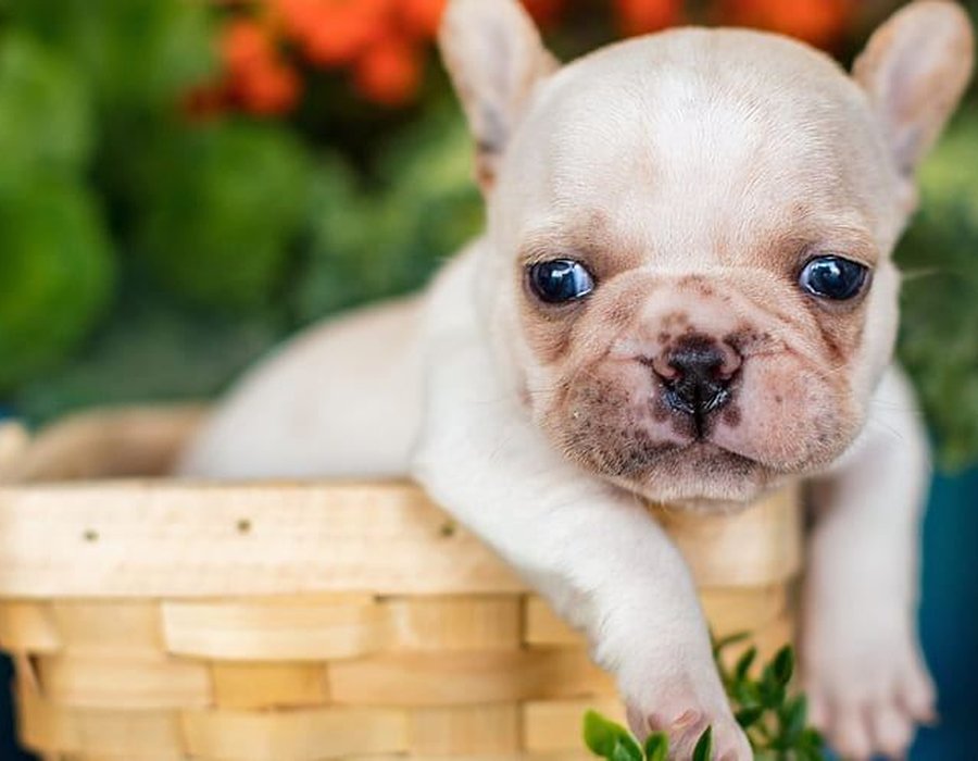 French Bulldog | White - French Bulldog Puppy | White