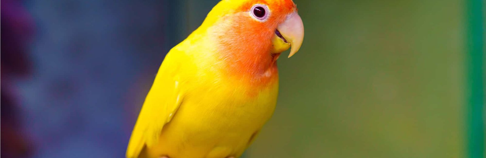 Exotic Birds & Chicks