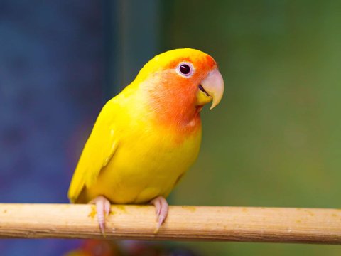 African Love Birds Yellow & Orange - African Love Birds | Yellow & Orange