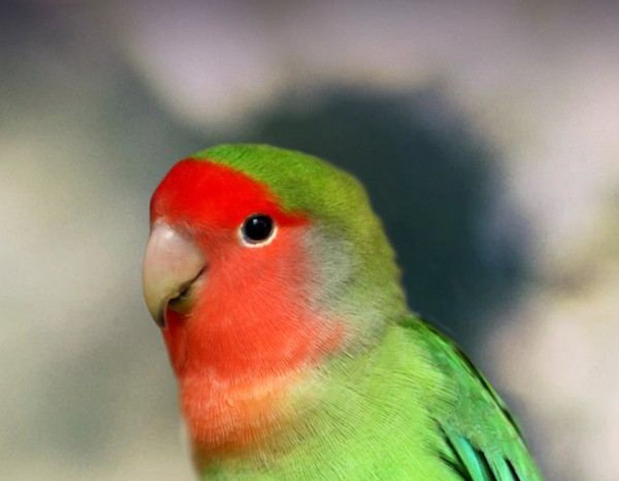 African Love Birds Peach Face - African Love Birds | Peach Face