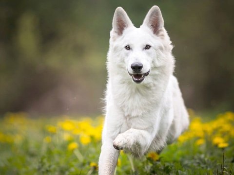German Shepherd | Pure White - German Shepherd Puppy | Pure White