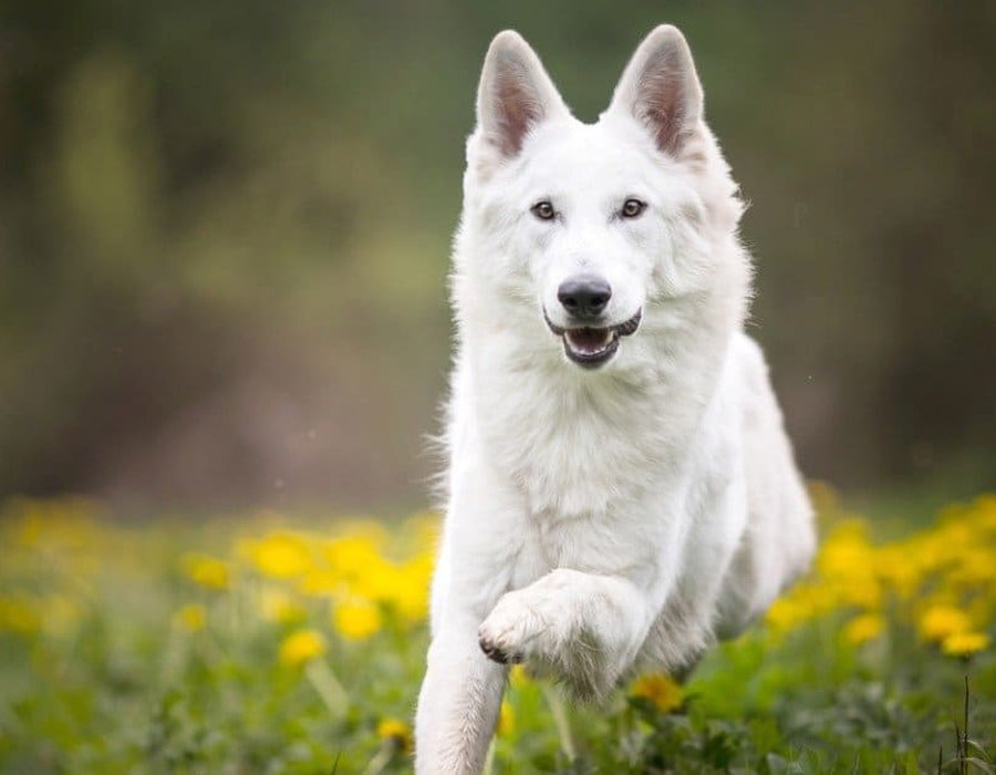 German Shepherd | Pure White - German Shepherd Puppy | Pure White