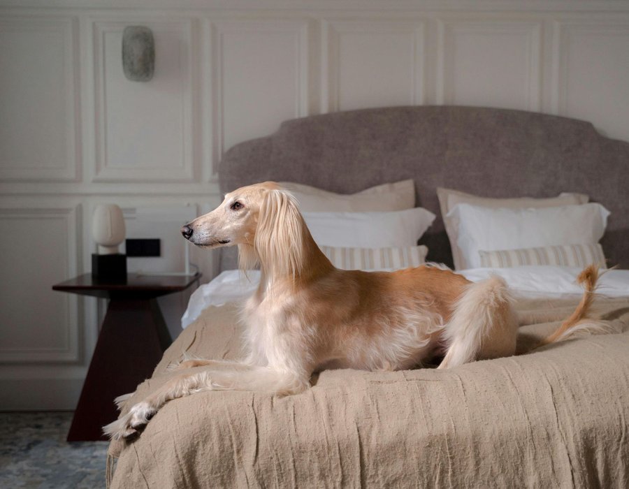 Afghan Hound Puppy - Afghan Hound Puppy