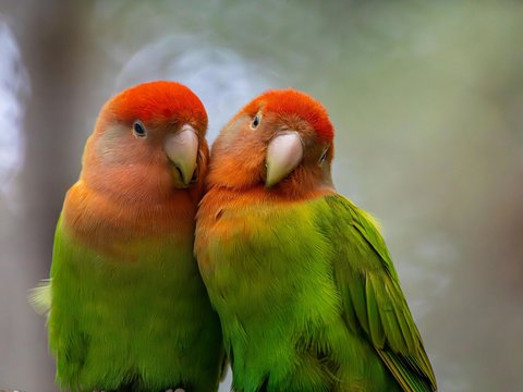 African Love Birds - African Love Birds