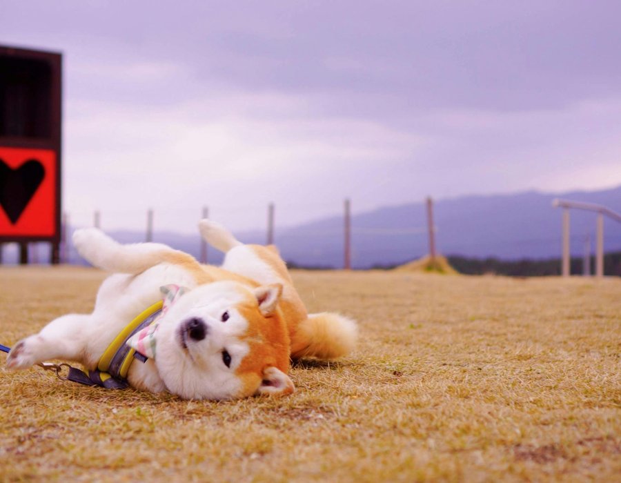 Akita Inu Puppy - Akita Inu Puppy