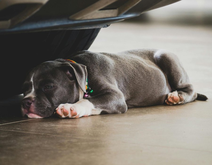 American Bully Pocket Size Puppy - American Bully Pocket Size Puppy
