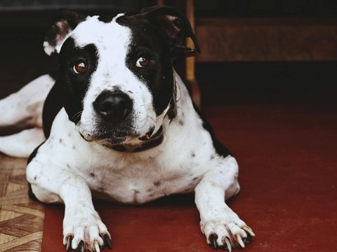 American Bully Standard Size Puppy - American Bully Standard Size Puppy